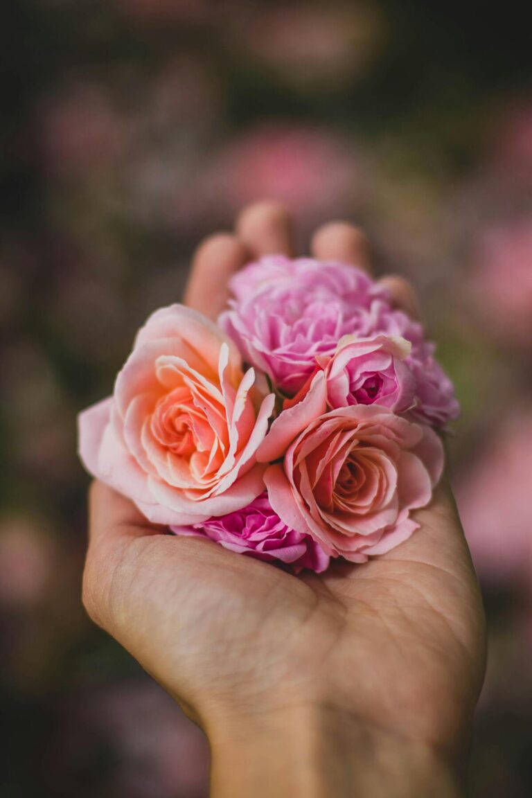 Cómo identificar el tiempo de vida en una rosa